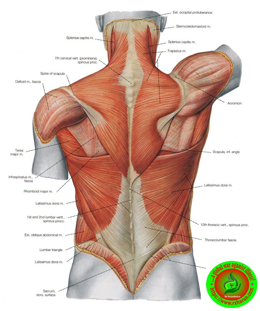 rxharun.com/back muscle