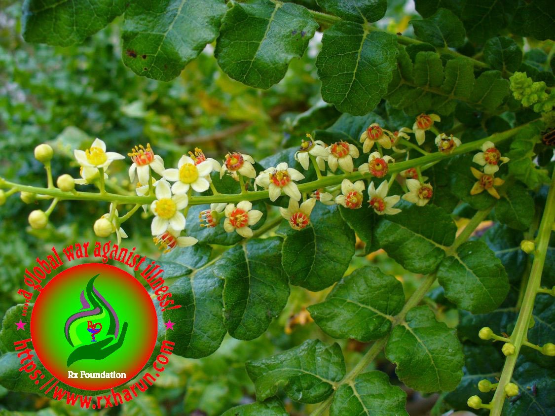Boswellia-home-remedies
