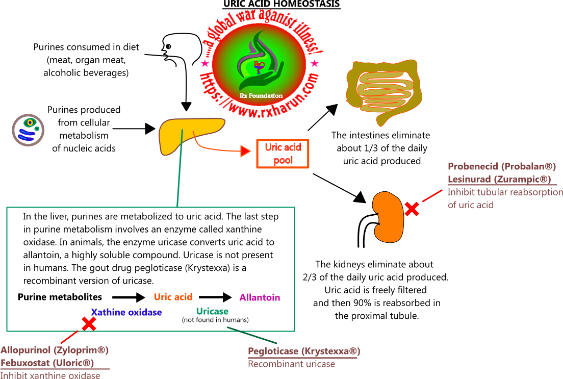 mechanism of gout