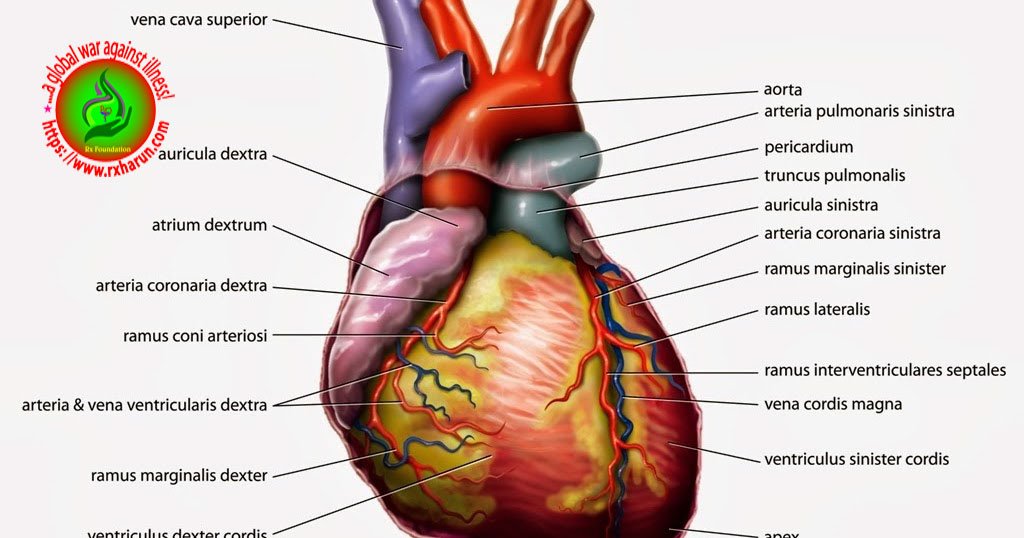 Angina Pectoris- Causes, Symptoms