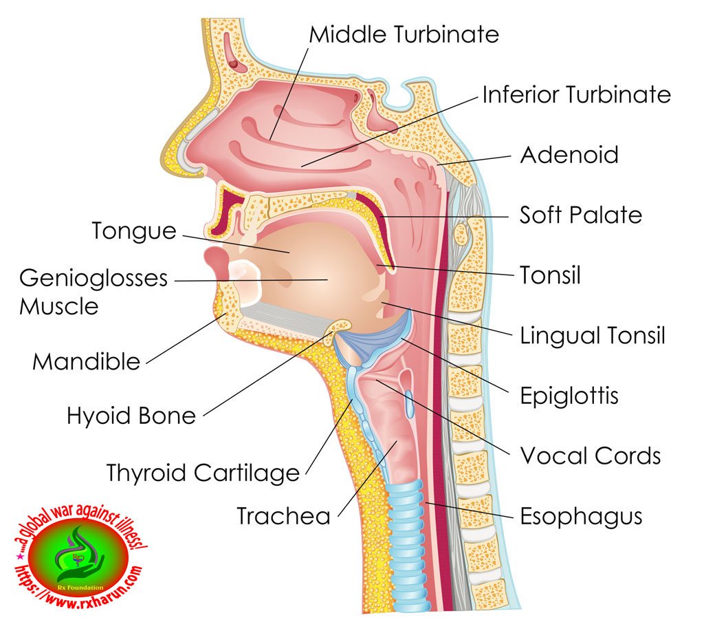 snoring-causes/Obstructive Sleep Apnea
