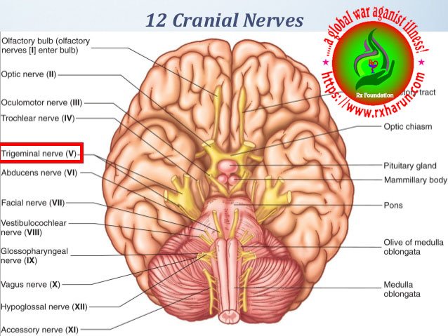 rxharun.com/trigeminal-nerve-12-638-(1)