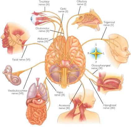 Autonomic nervous system