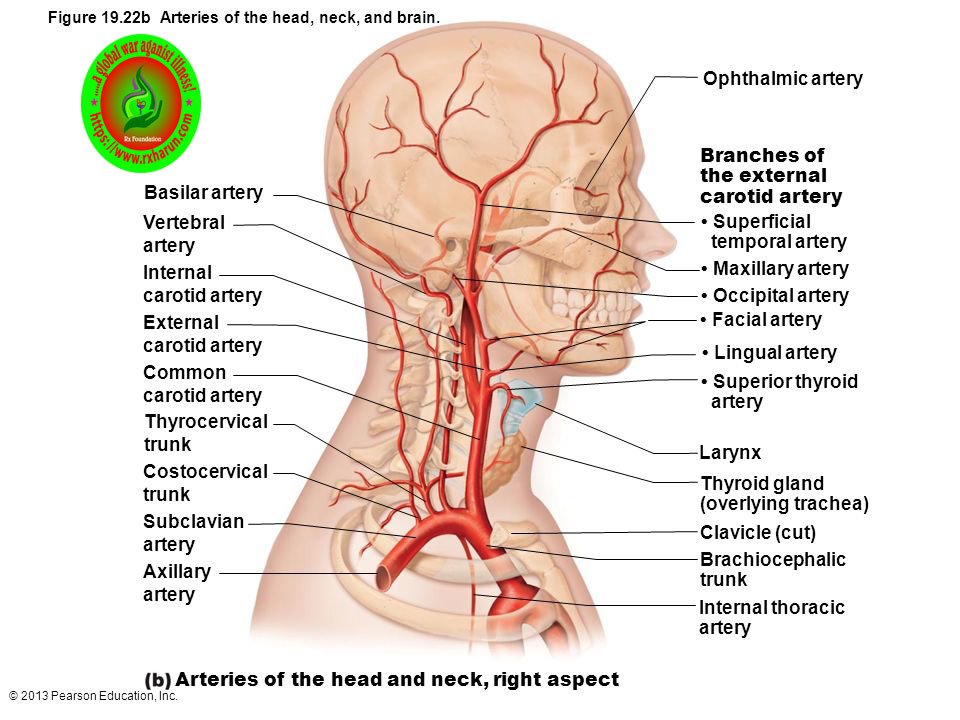 rxharun.com/Arteries+of+the+head+and+ne
