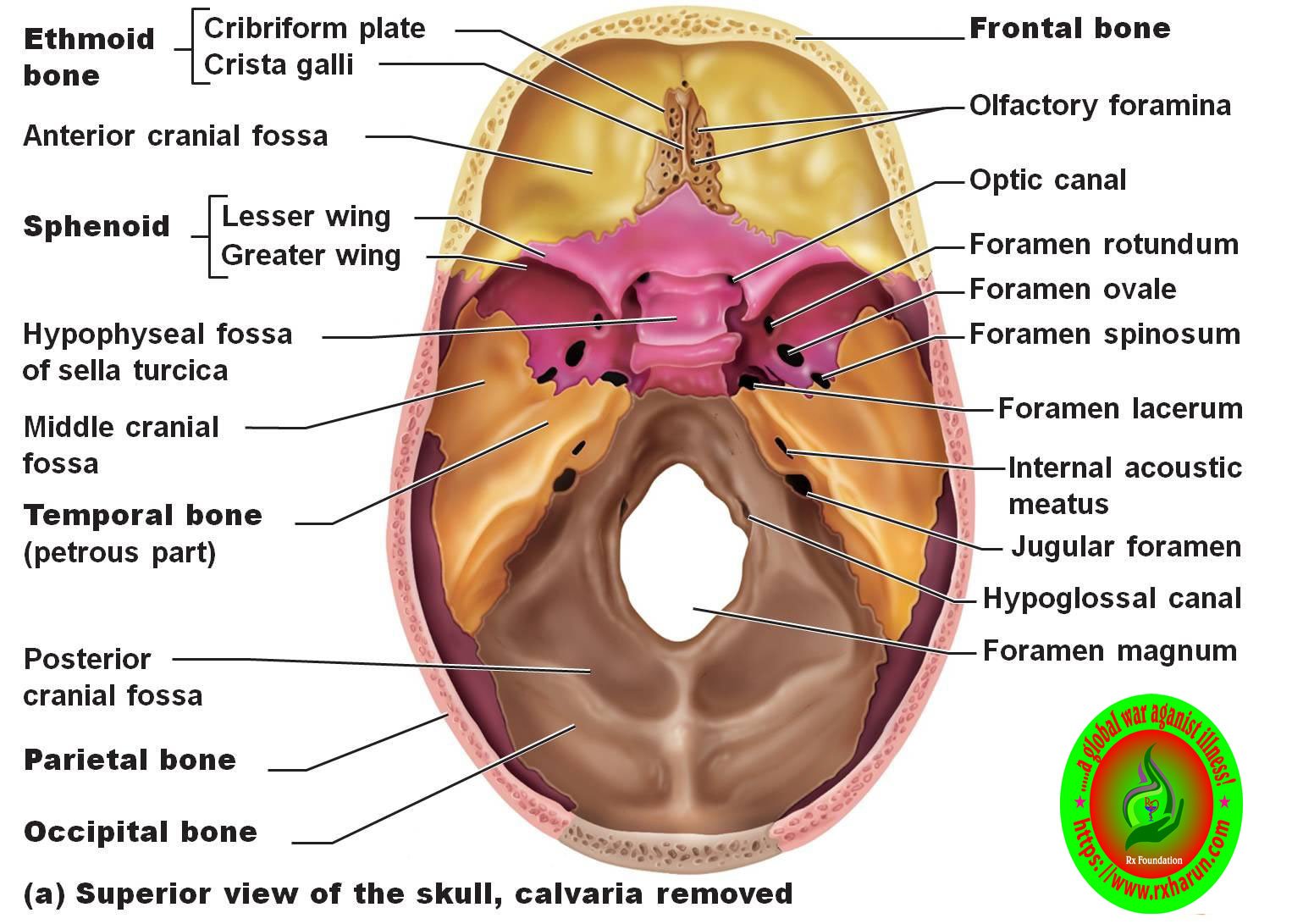 rxharun.com/stroke-Cranial_fossa