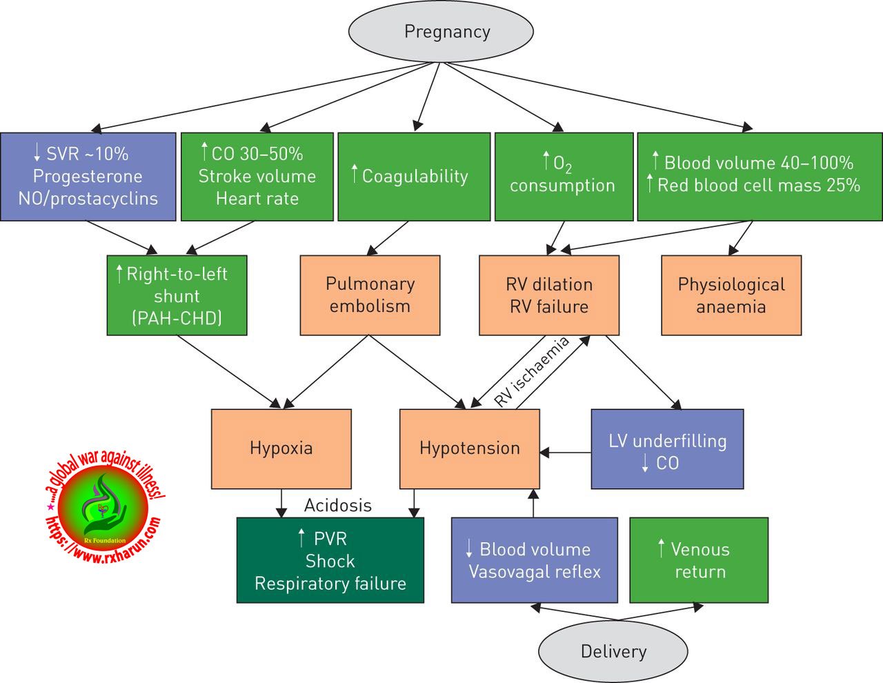 pregnancy-category