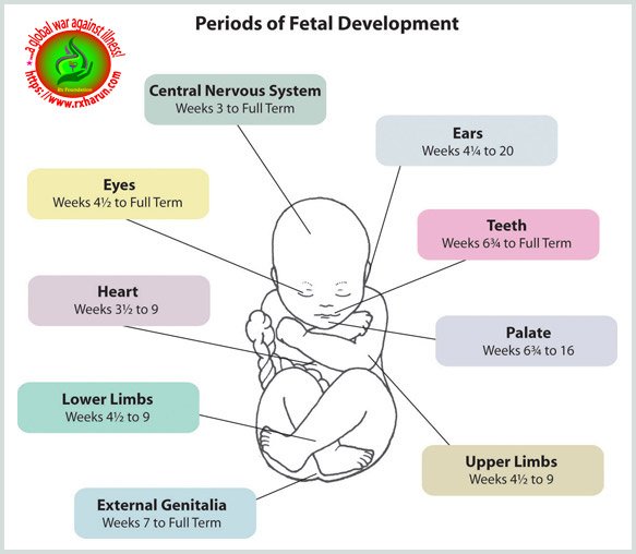 pregnancy-category