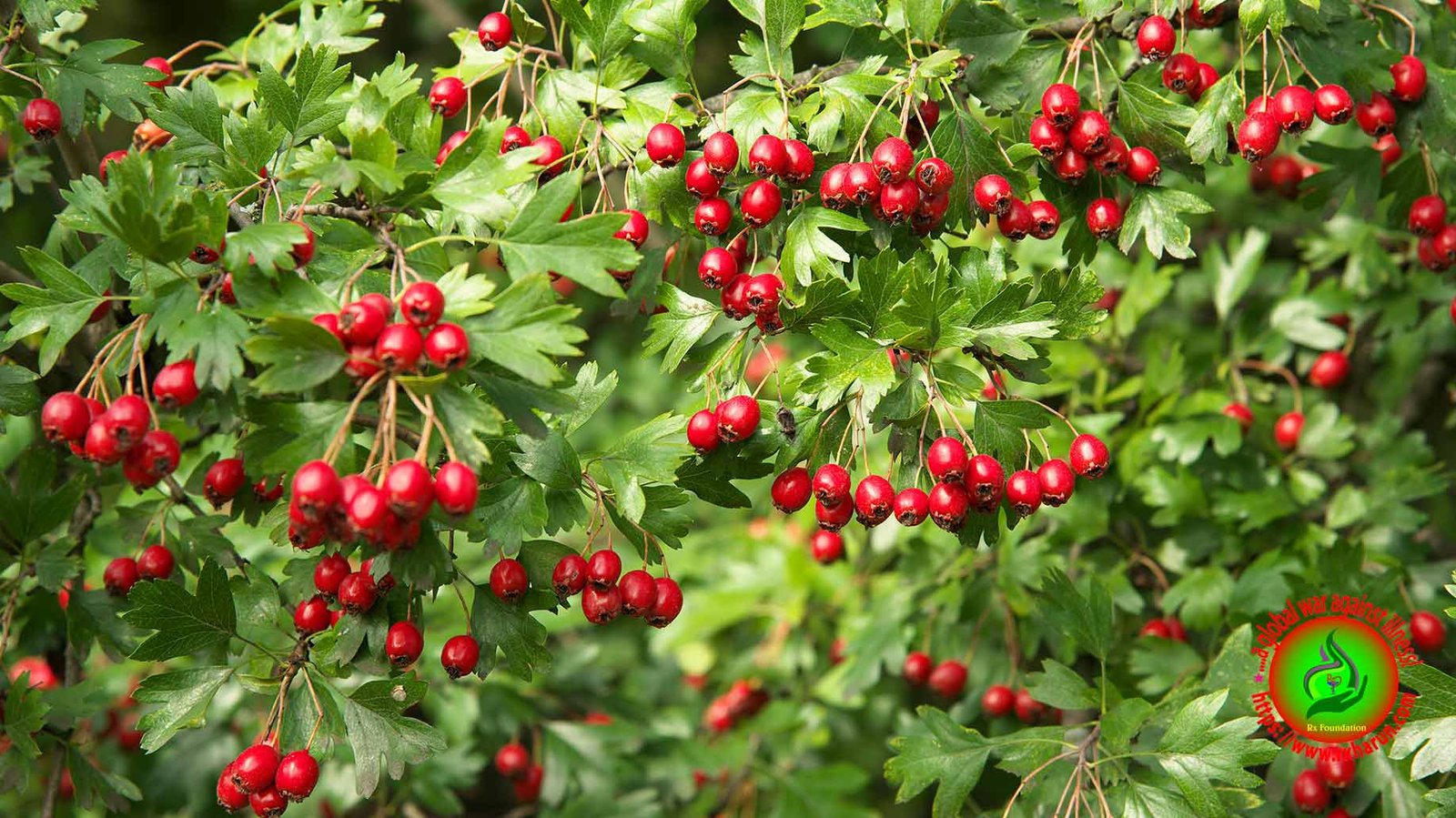 https://illnesshacker.com/Hypertension-home-remedies