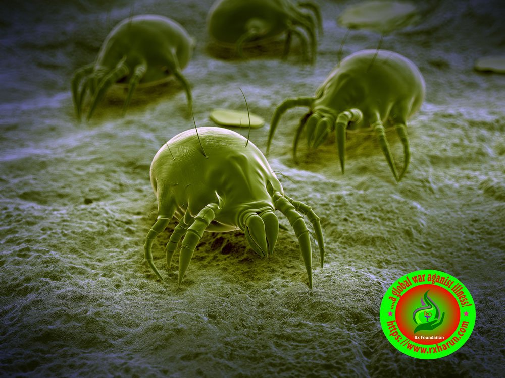 rxharun.com/allewrgy