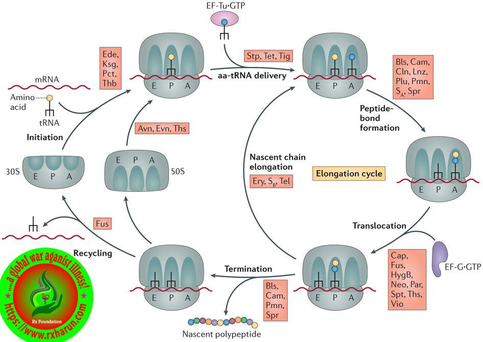 rxharun.com/antibioticresistance_