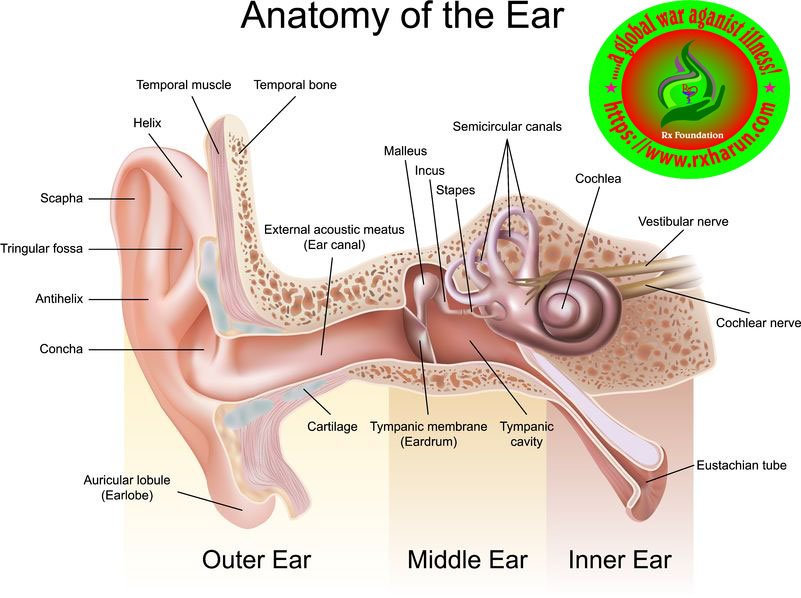 rxharun.com/ear-diagram