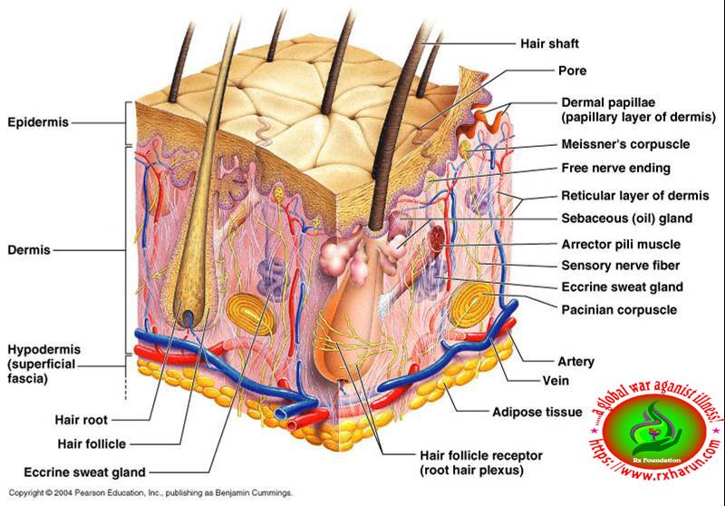 rxharun.com/Skin-Structure-and-Function
