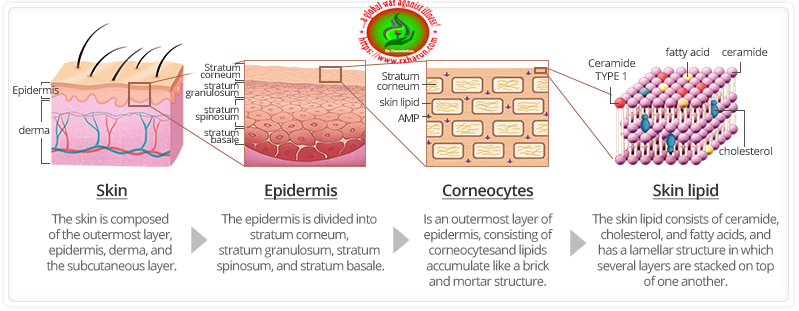 rxharun.com/Skin-Structure-and-Function