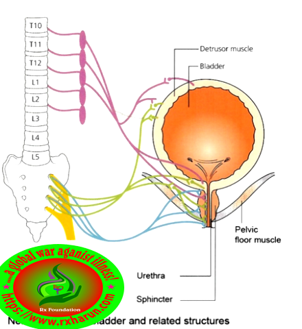 rxharun.com/urinary incontinence