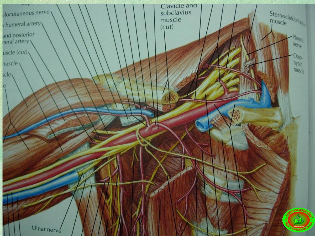 rxharun.com/brachial-ple