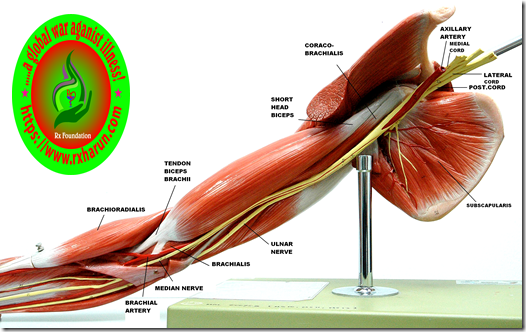 \www.rxharun.com/brachial pluxus