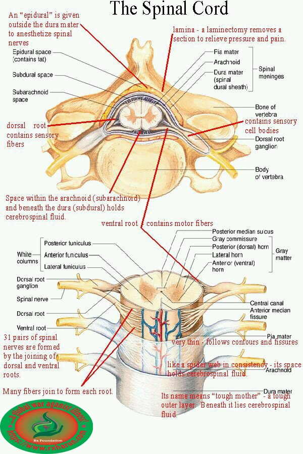rxharun.com/thoracic-