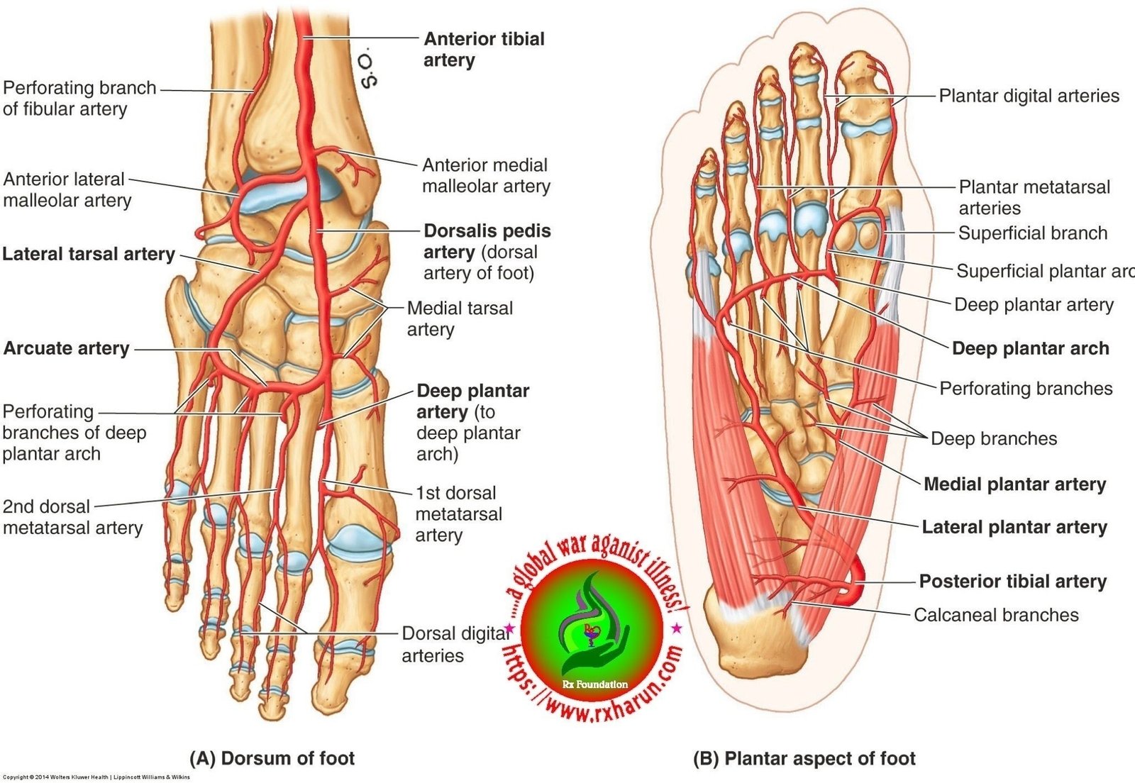 rxharun.com/tarsal-anatomy-foot-bone-an