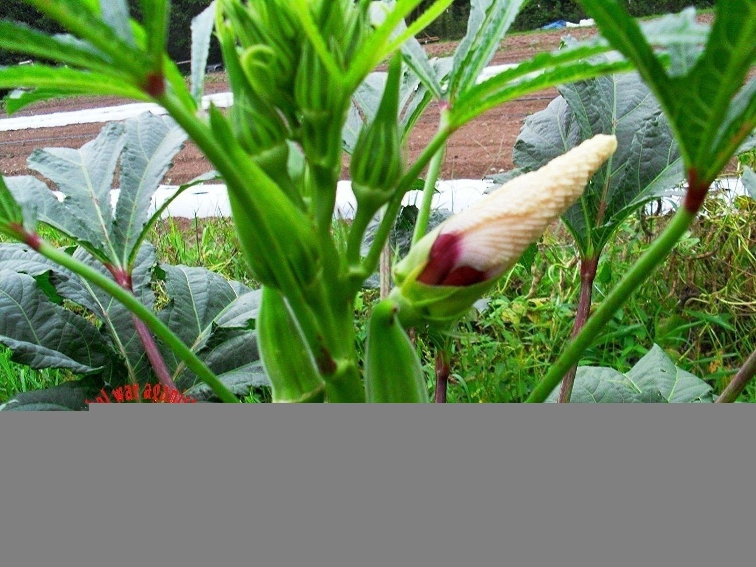 ladies finger for Leukorrhea