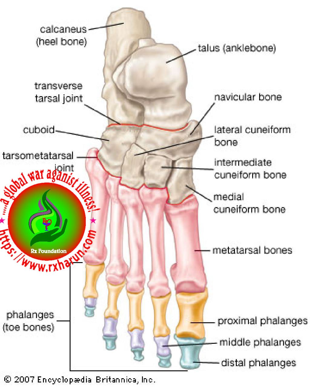 Tarsal Tunnel Syndrome