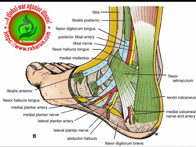 Tarsal Tunnel Syndrome
