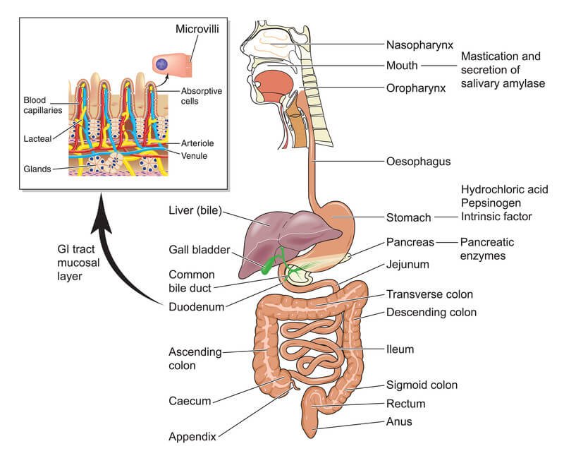 Ulcerative Colitis