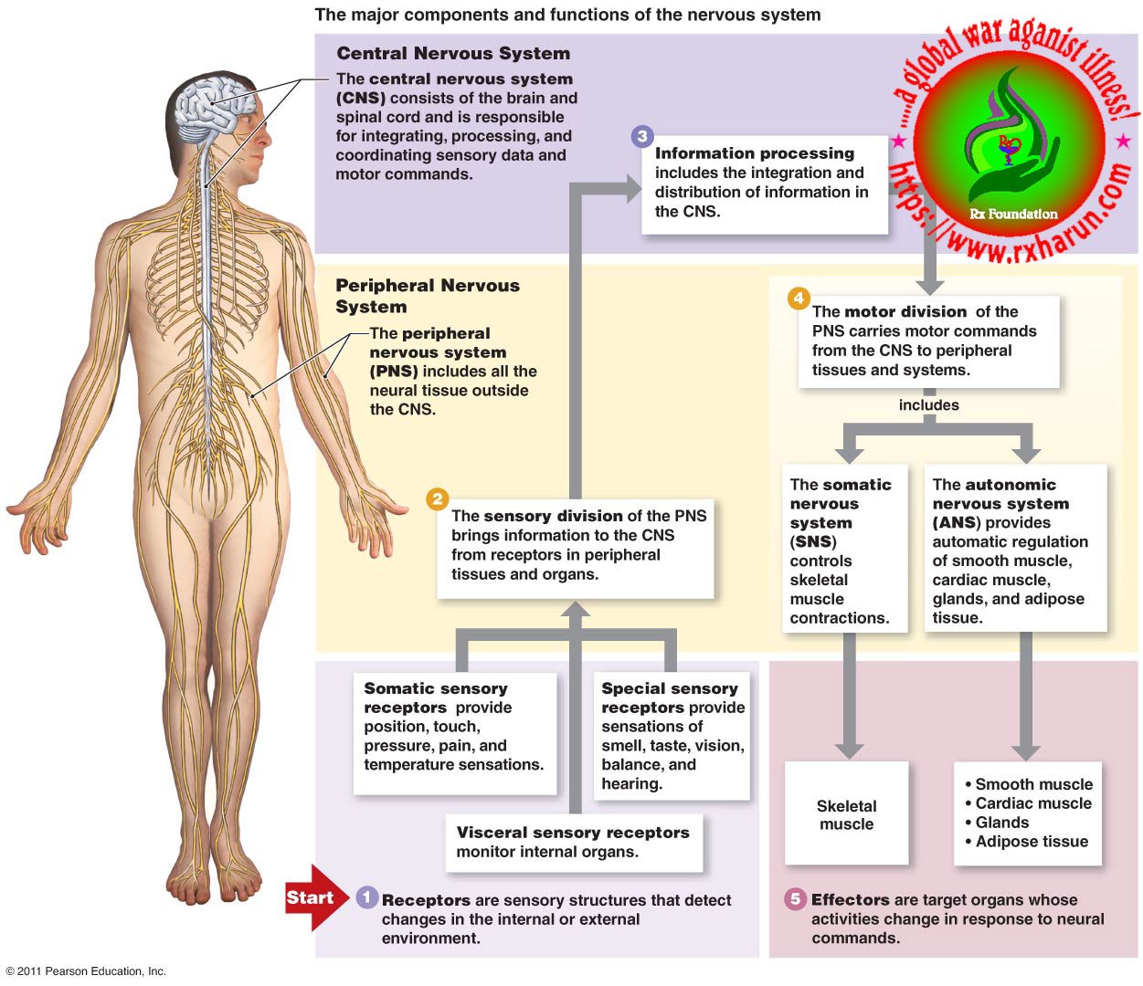 corda equina syndrome/spinal nerve