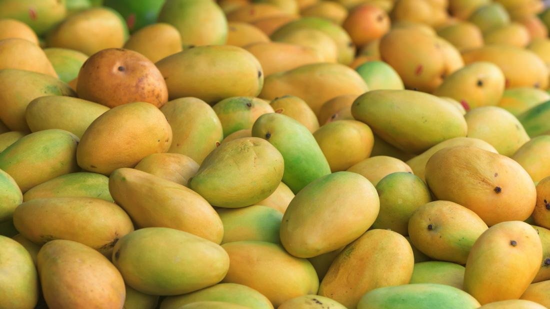 Mango fruit