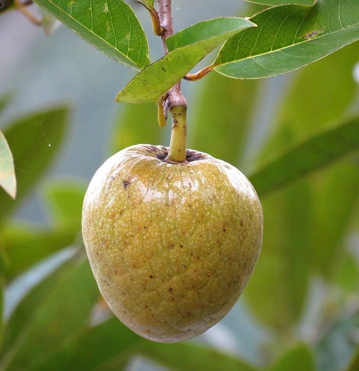 Custard apple fruits