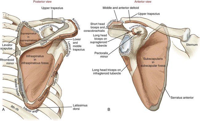 How Do You Treat a Fractured Scapula