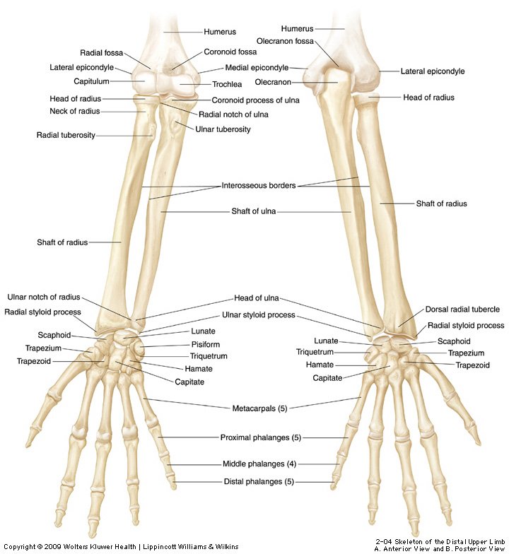 Ulnar Lower End Fracture