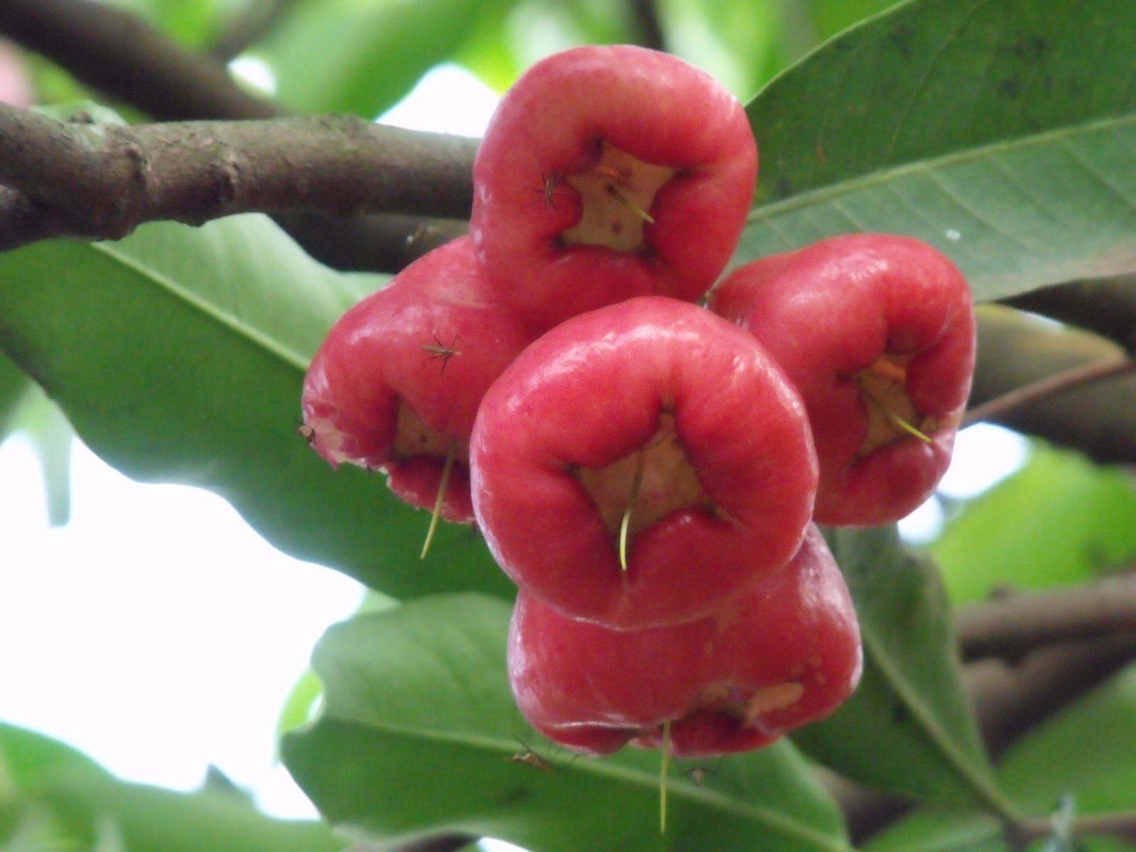 Syzygium Jambos/ Rose apple is an evergreen tree of the family Myrtaceae. It is native to Southeast Asia but has been naturalized in India, especially in the state of Kerala