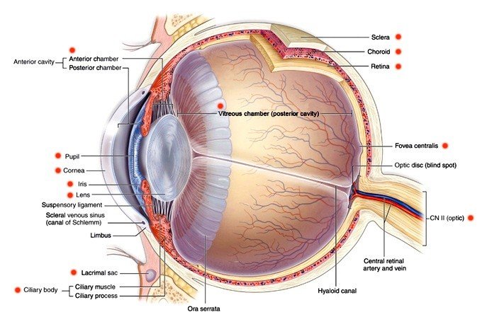 Retinitis pigmentosa