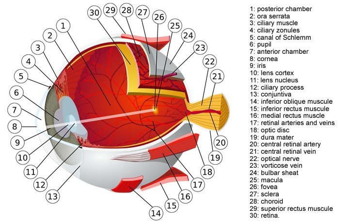 Corneal Grafting Indications