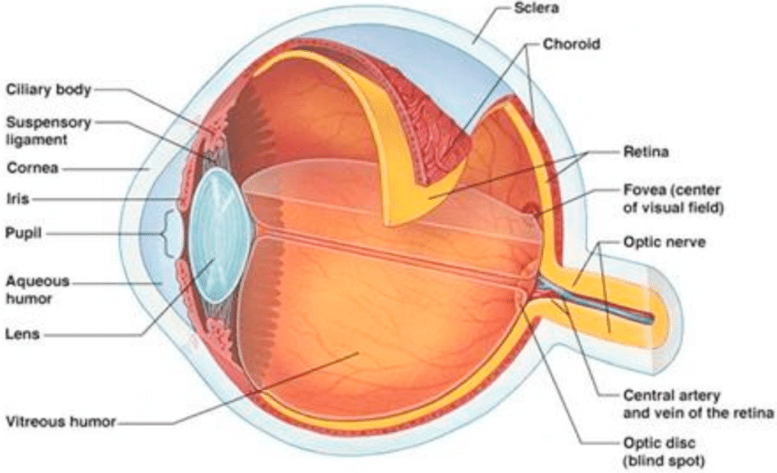 Retinitis pigmentosa