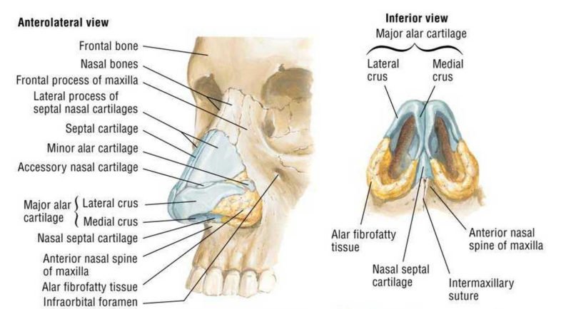 Nasal Polyps Diagnosis