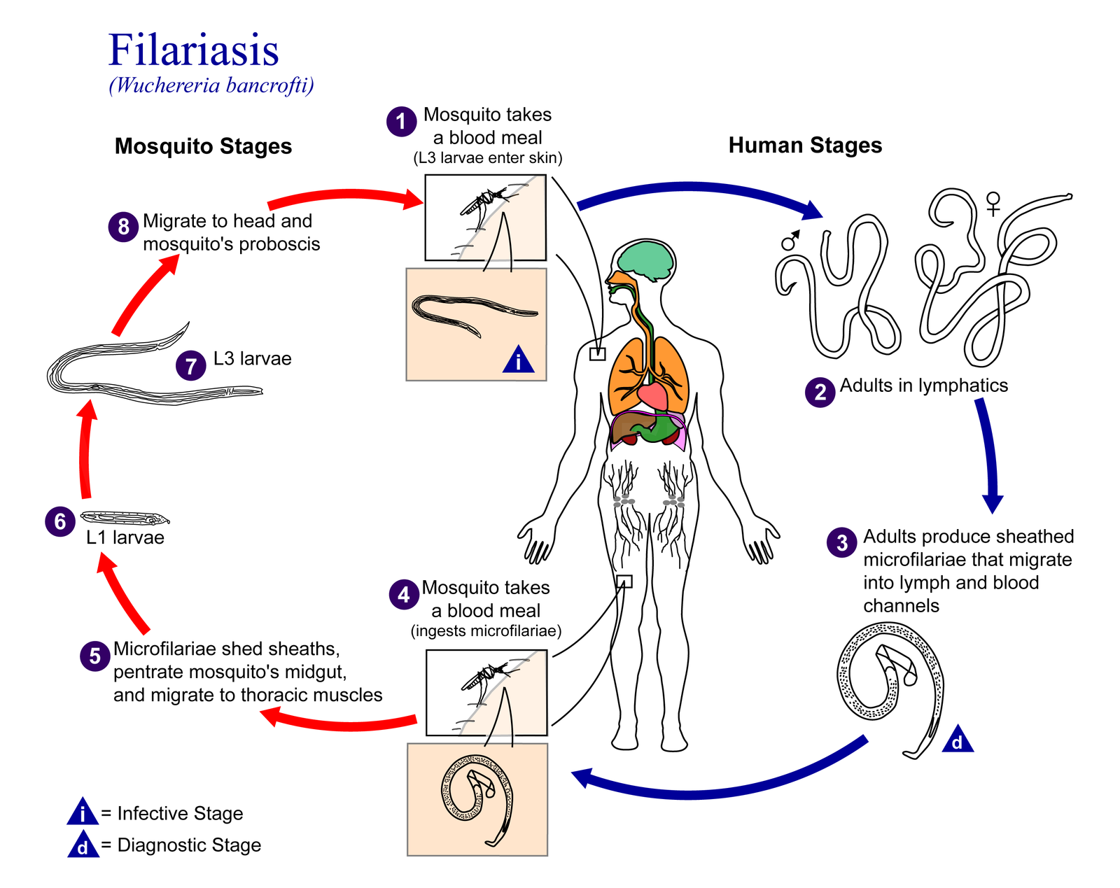 http://rxharun.com/water-retention-symptoms-diagnosis-treatment/