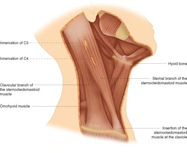 How do I relax my upper trapezius muscle?