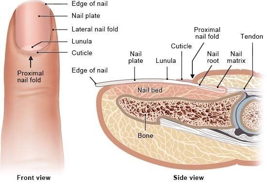 What Are The Main Symptoms of Fingernails Infection