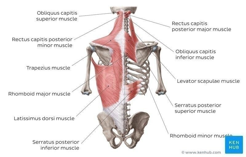 Trapezius Muscle Stiffness