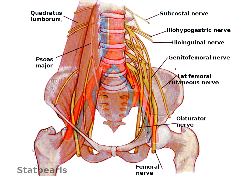 Nerve Supply /Innervation of Quadratus Lumborum Muscle