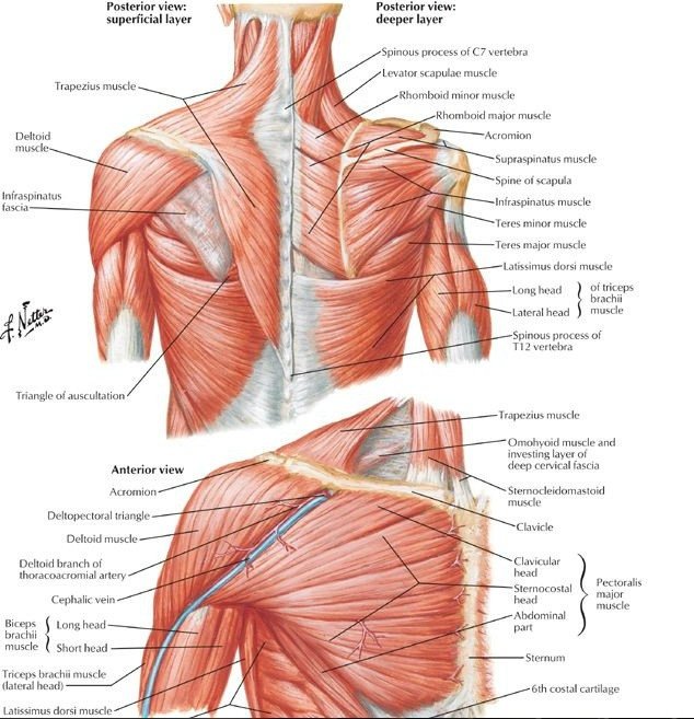 What Is External Oblique Muscle?