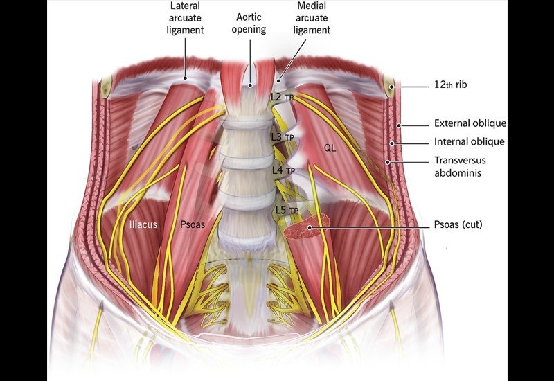 Pelvic Floor Exercises Muscle Attachment