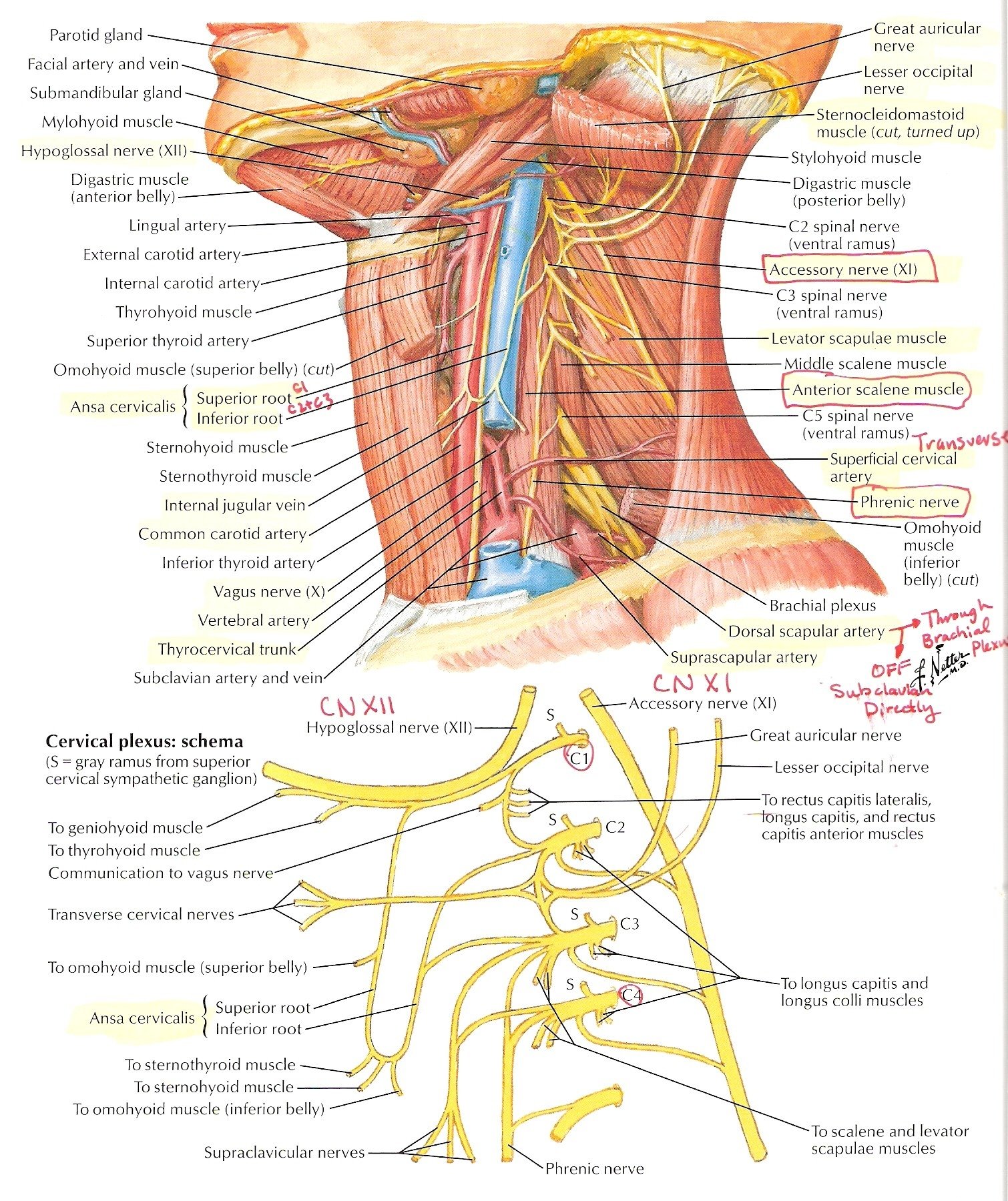 Functions Nerve Supply of Teres Major Muscle