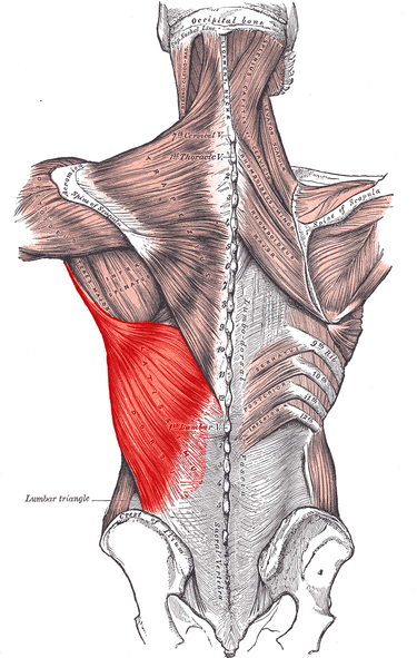 What does latissimus dorsi muscle do?