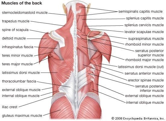 What are the muscles on the side of your torso?/Trunk Muscles