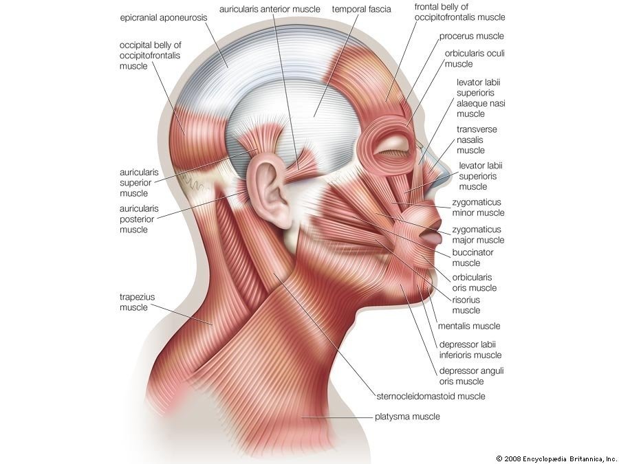 Which part of the body is the trunk?