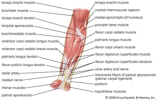 What are the four major muscle that makes up the upper limb?