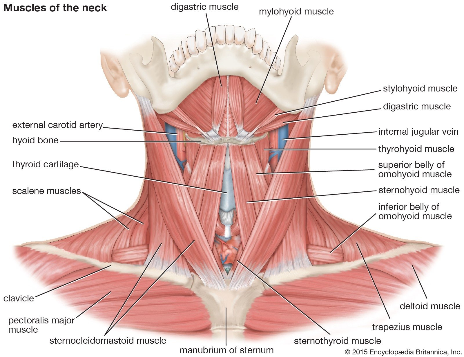 Rhomboid Minor Muscle