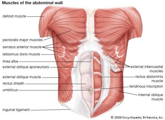 Function of Rectus Abdominis Muscle